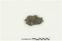 藏品(尖葉扁萼蘚)的圖片